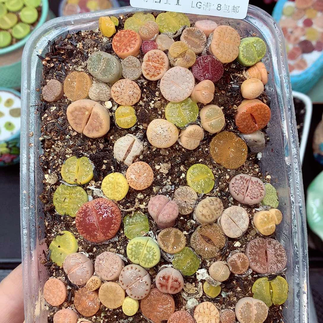 郎哥多肉生石花11-1