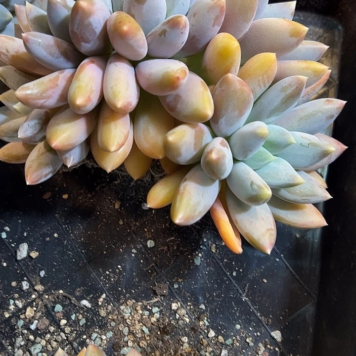 小****黄胖体哥特一颗肉肉