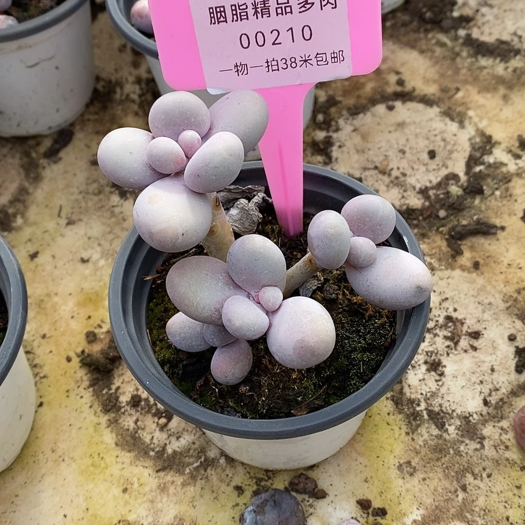 210抹去咯哦哦哦小雨我