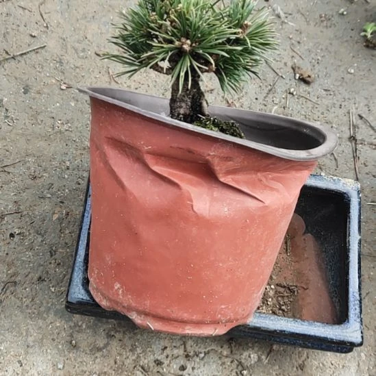 红陶矮霸老桩松树盆景