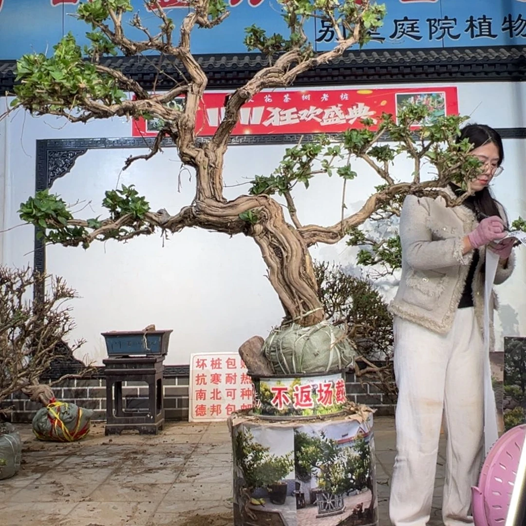 无花朵金银花88888