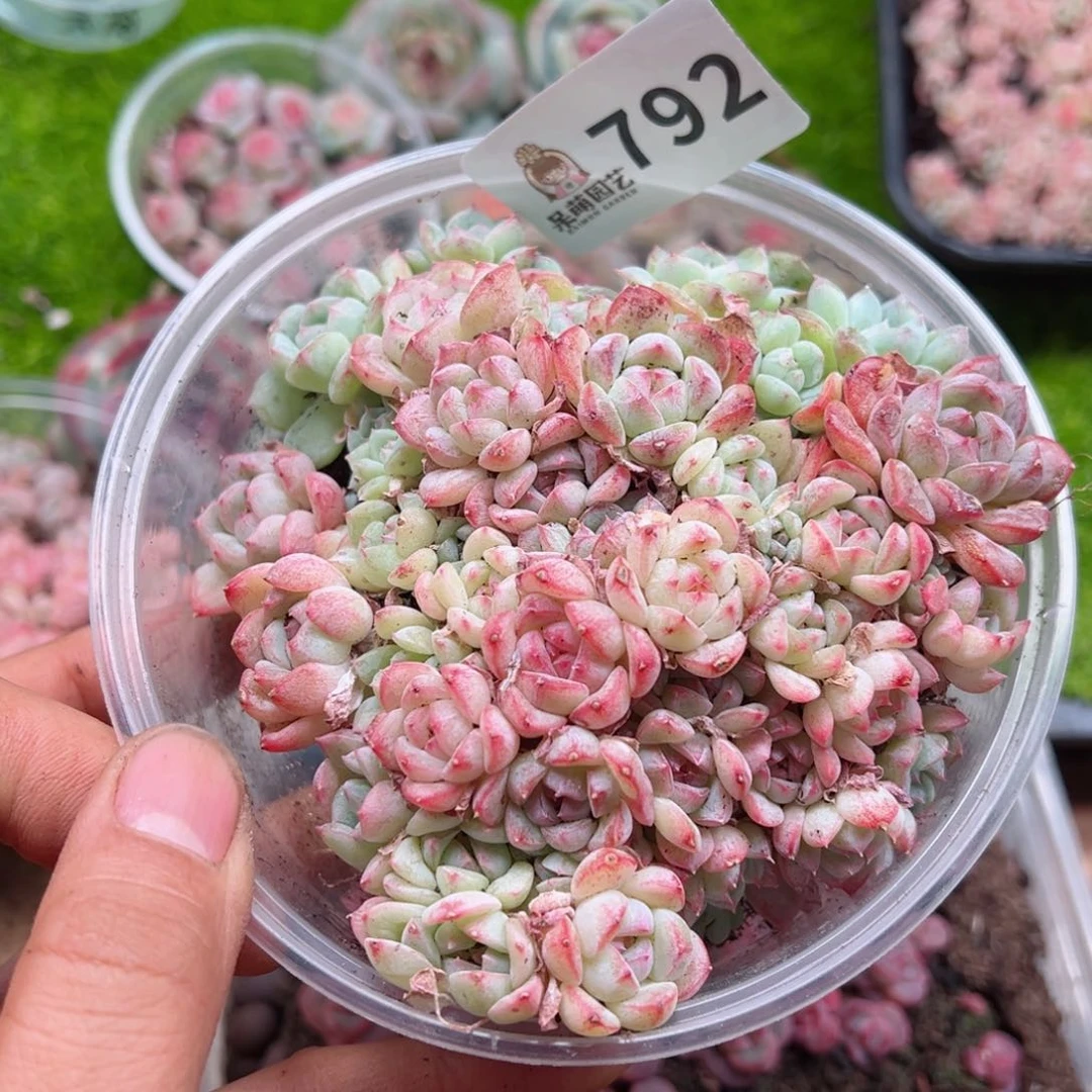 多肉植物多肉植物