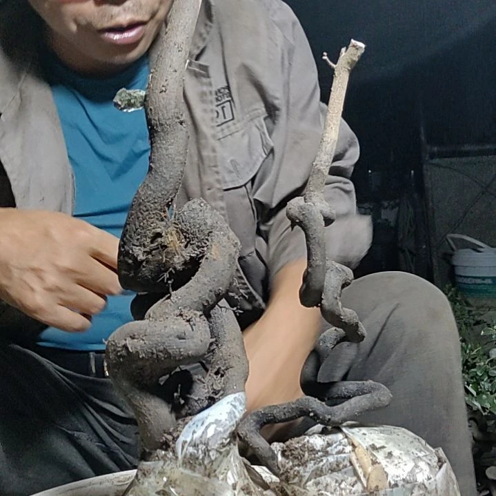 核桃木/黑胡桃（胡桃木）