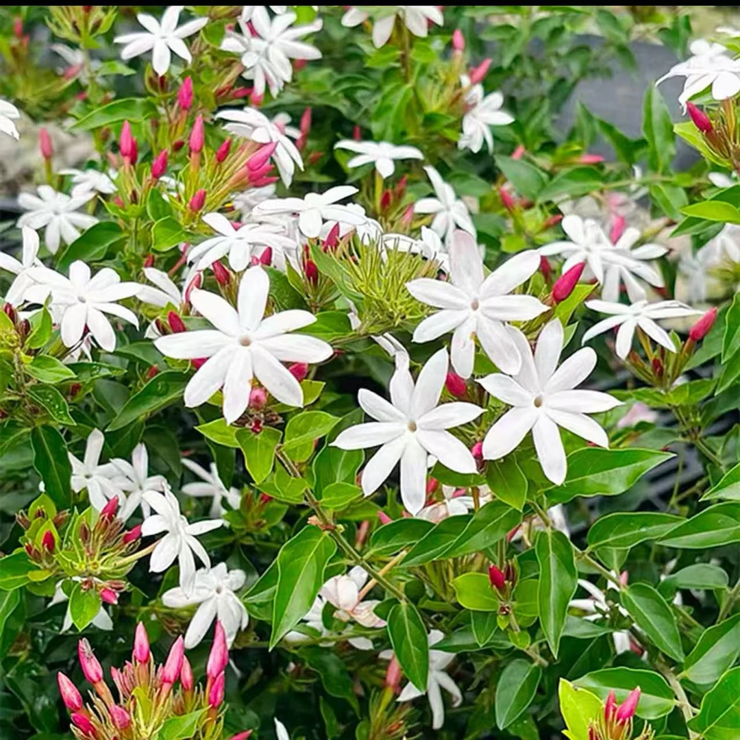 【粉苞茉莉】越南笔尖四季开花茉莉盆栽粉茉莉颜值飘香耐寒好养护