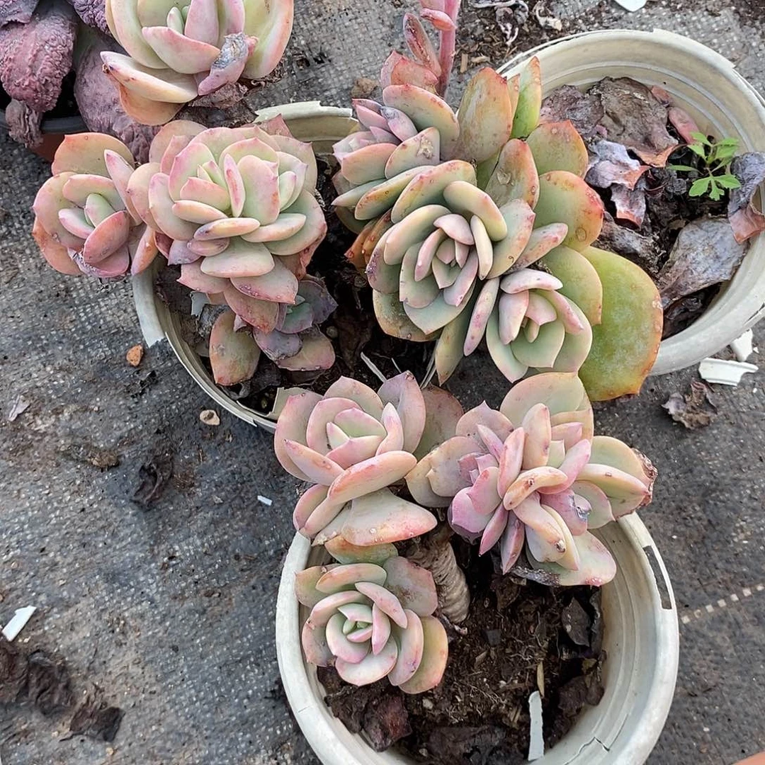 白风缀化3颗多肉植物