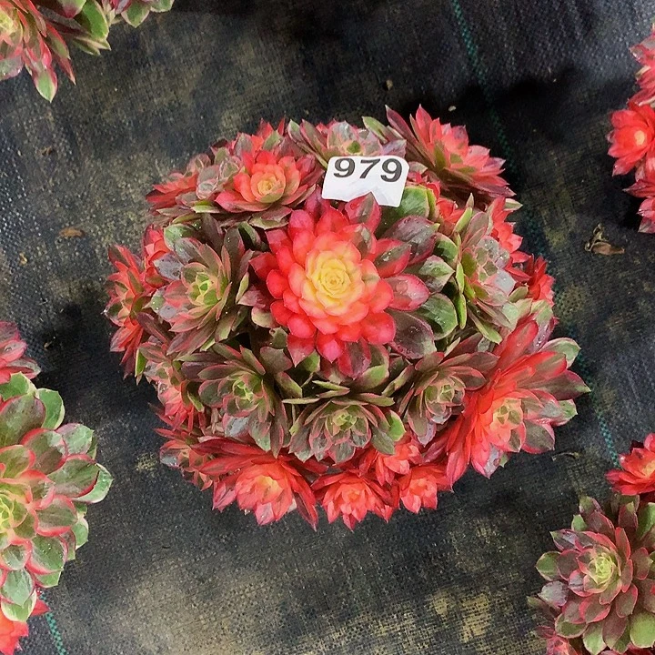 法师黑魔锦979000000