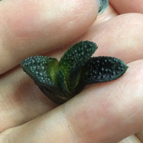 特尤风车侧牙无根哈哈哈