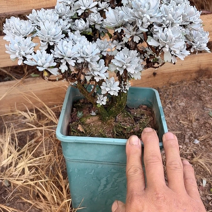 鳄***抖带土球发货哈哈哈