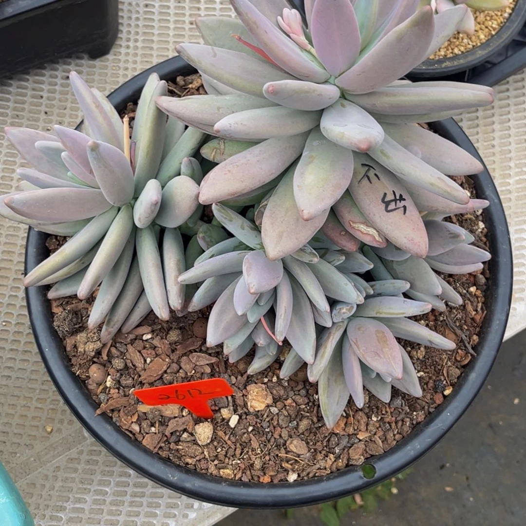 2612号上午多肉植物群生多肉植物