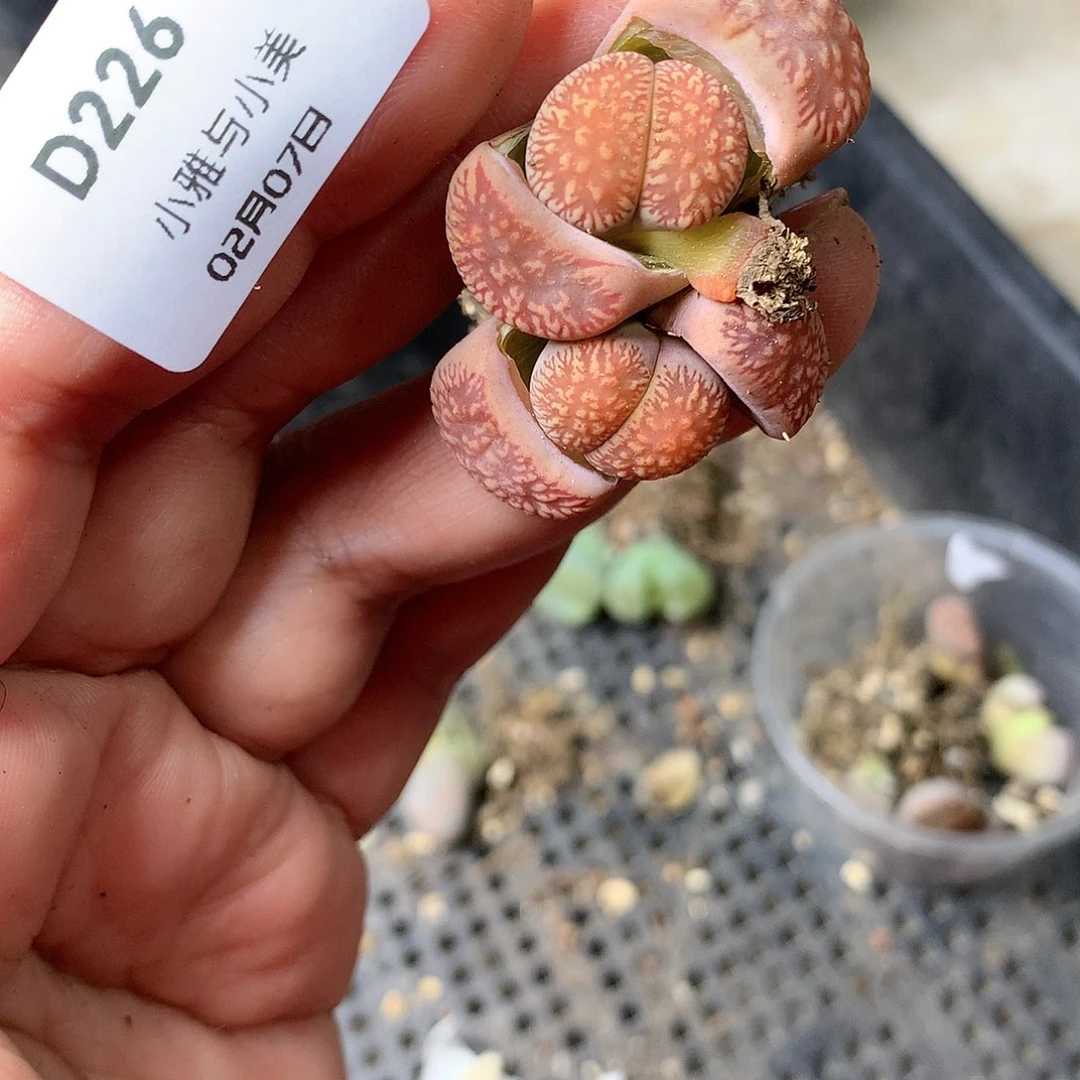 D226多肉植物保护研究所