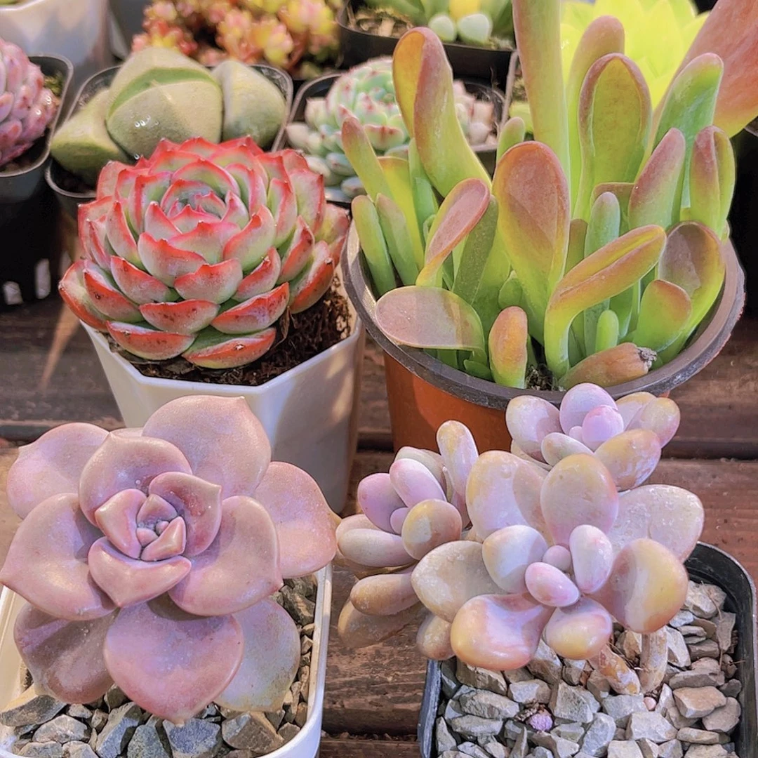 火狐狸➕紫乐➕侧影➕桃蛋