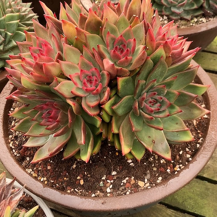 美肉特价活动开始啦