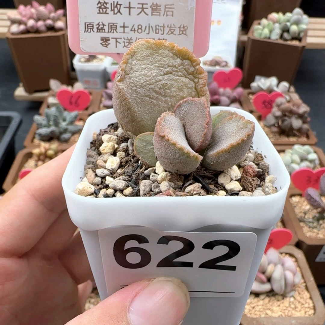 622彩虹翼水泡微瑕