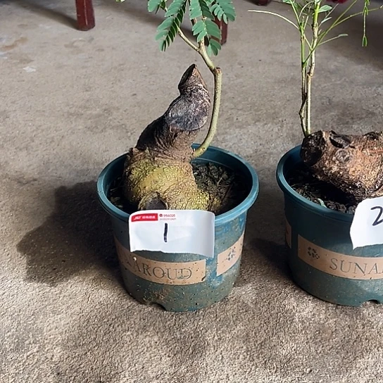 当前无花栽培后可以开花若****回合欢