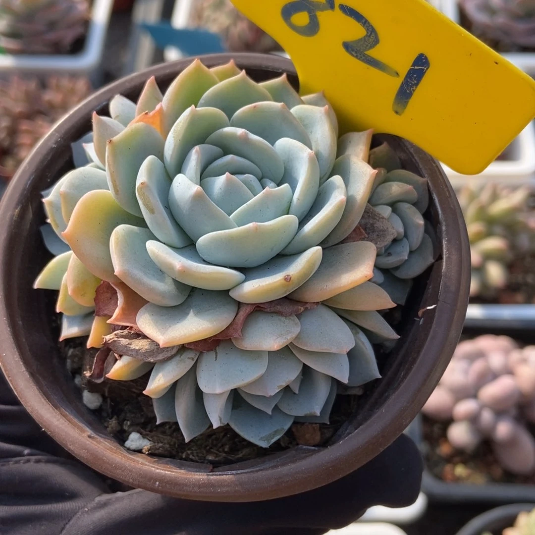 821白茶多肉植物保护