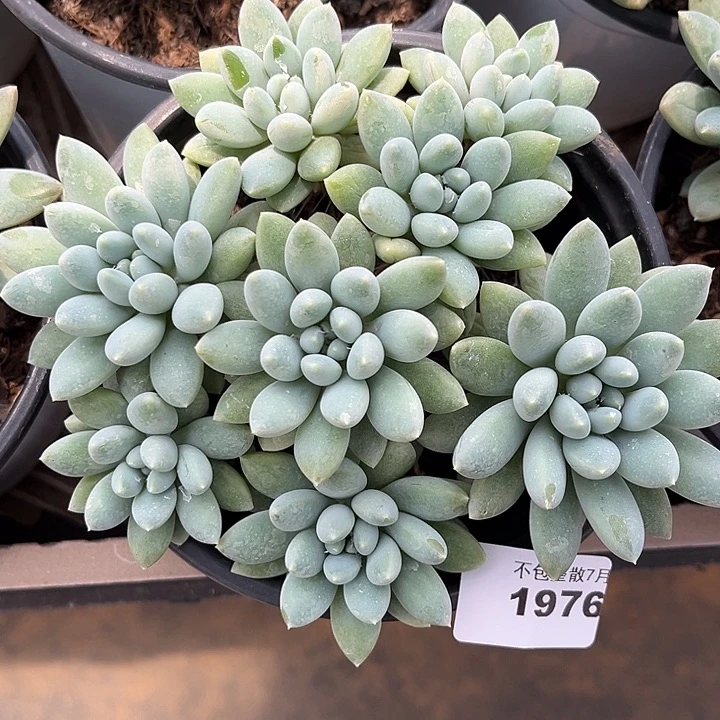 阿雅园艺。      1976