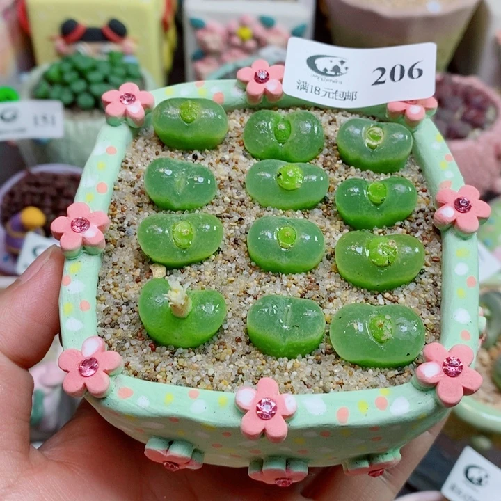 生石花花花花花花206