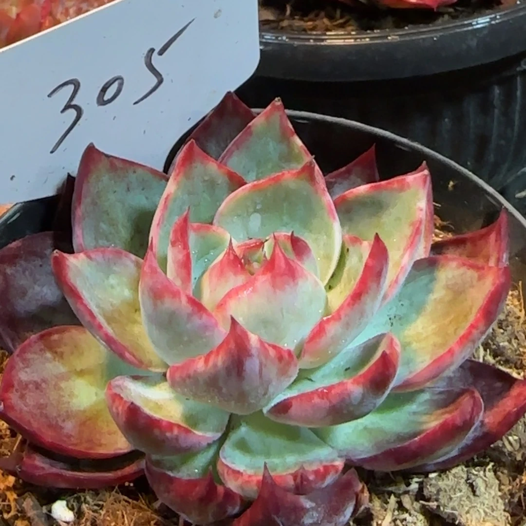 惊鸿一物一拍包装收缩花旱305