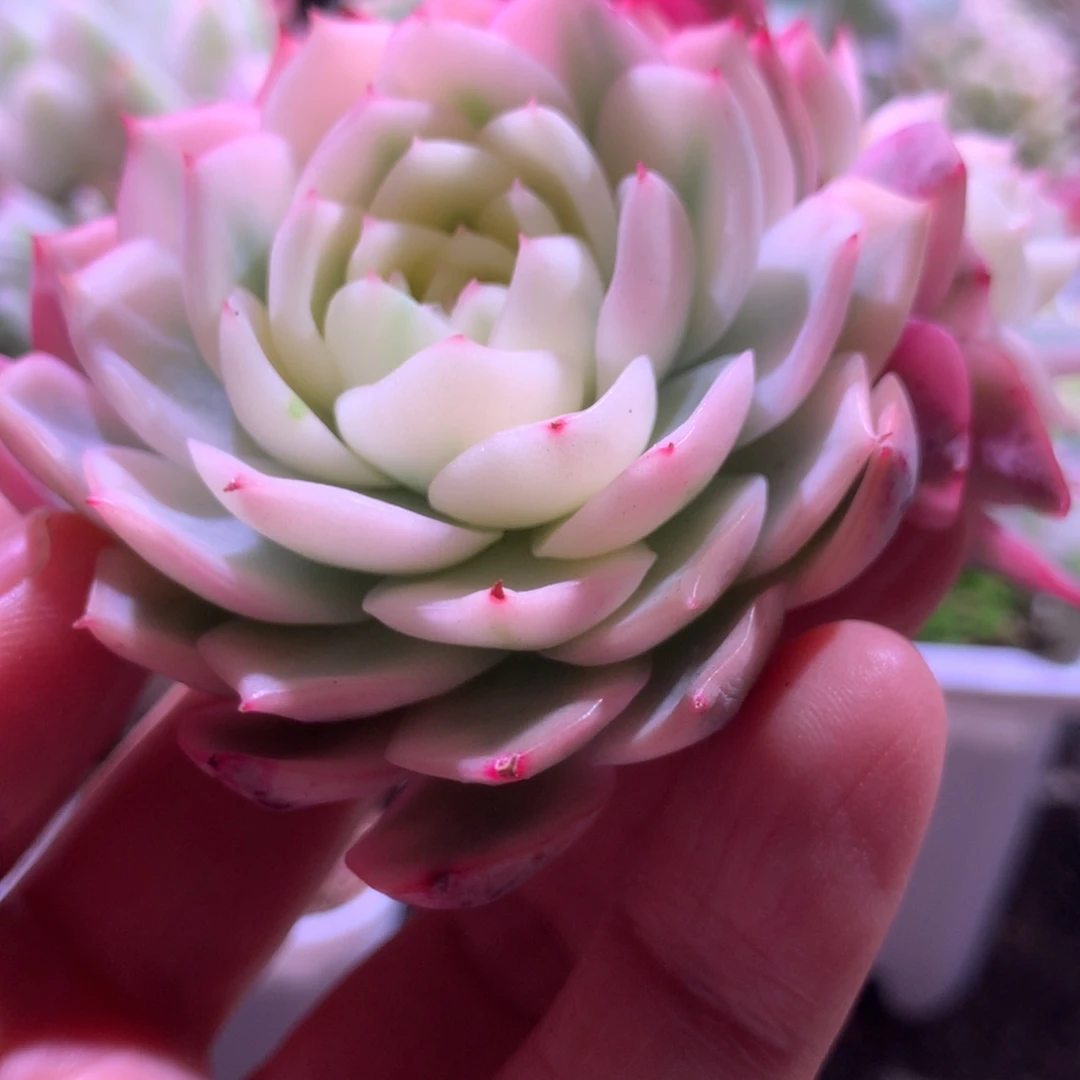 粉水晶宽覆轮锦有根