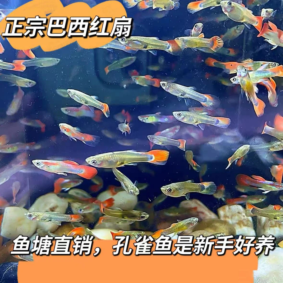 杂袍孔雀鱼凤尾鱼小型观赏小鱼简单耐活好养热带小鱼练手便宜小鱼