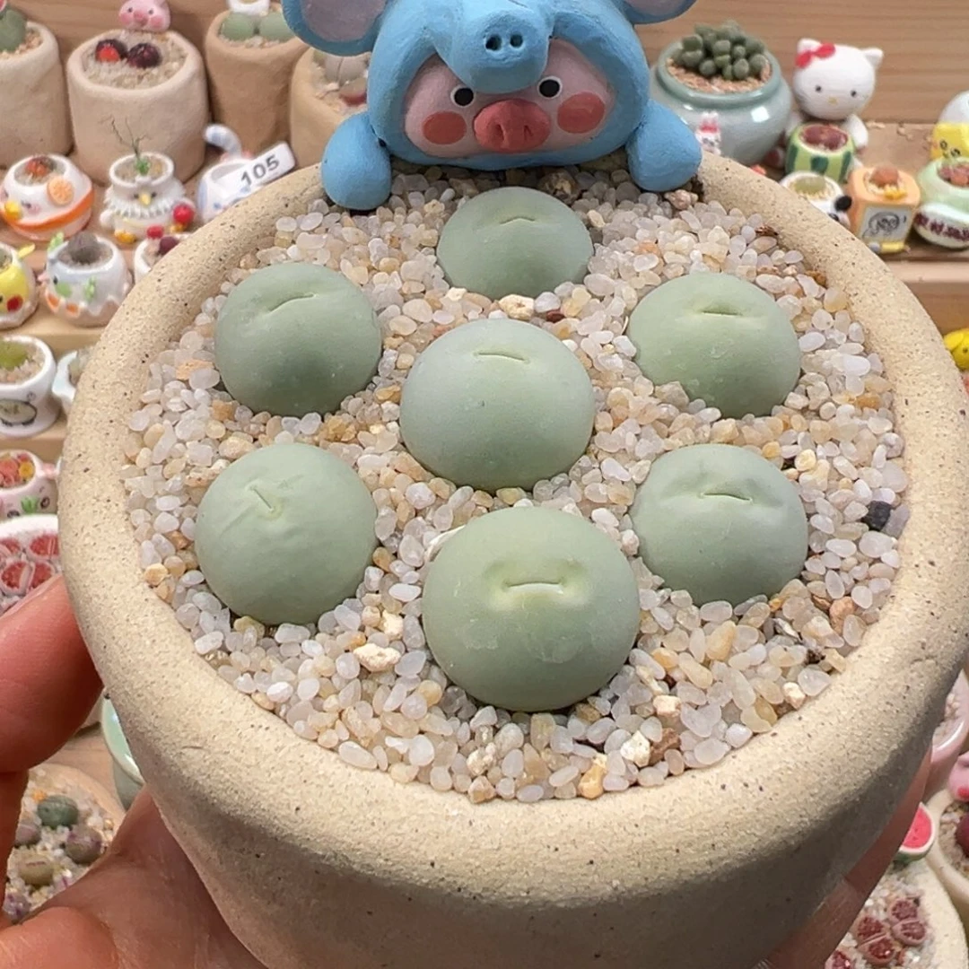 多肉植物123号鸽子蛋