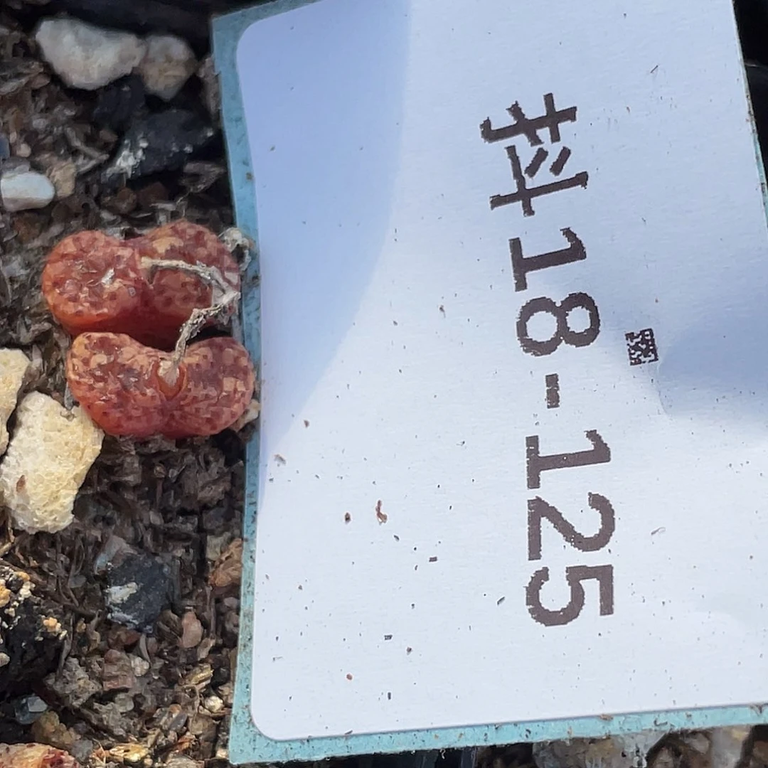 逗*18-125肉锥多肉植物