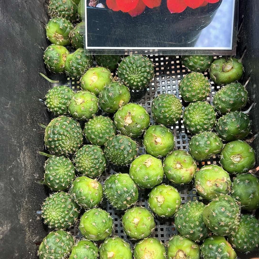 红梅宝山1号宝山属仙人球往事多肉园