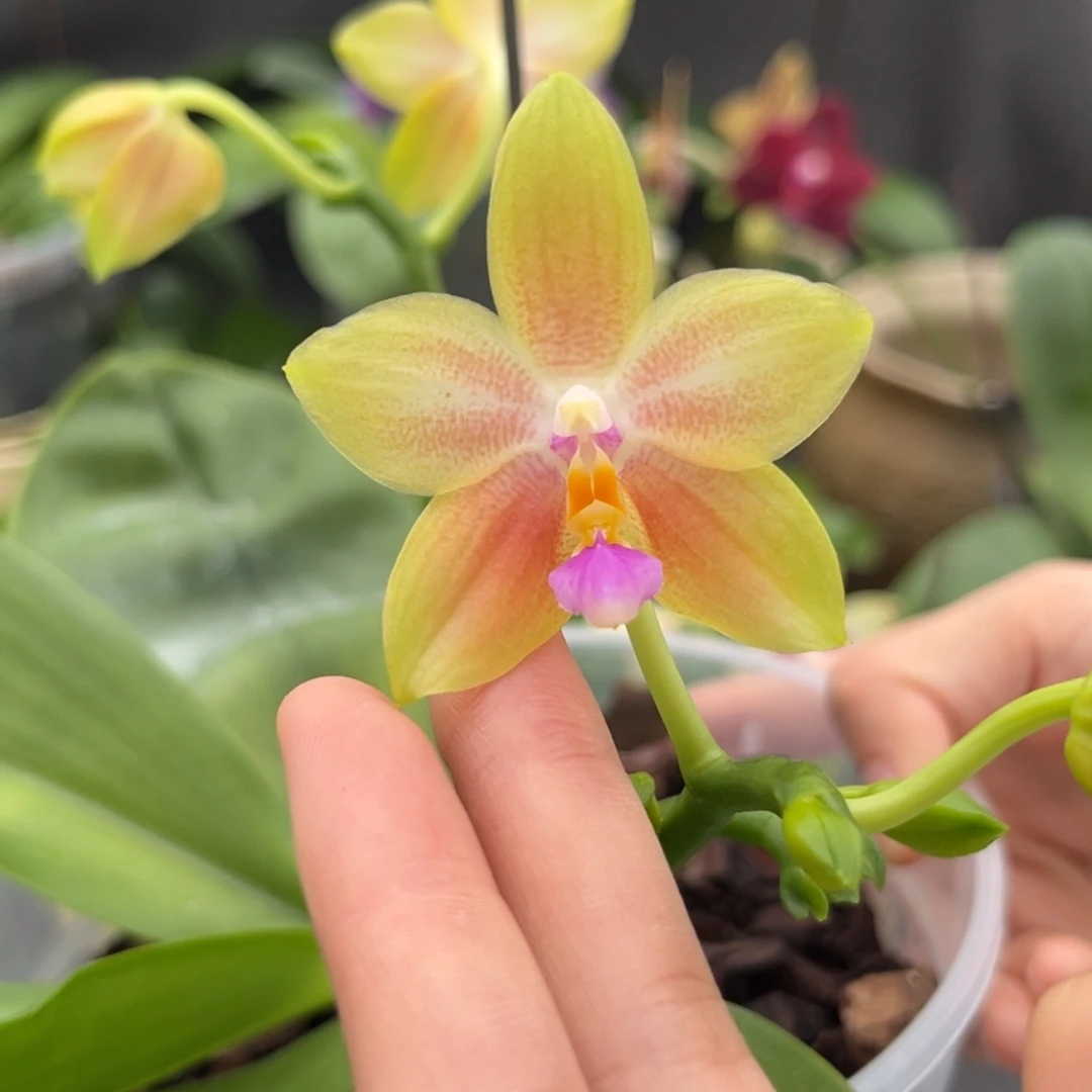 完全开放4寸鹰隼彩虹开花株