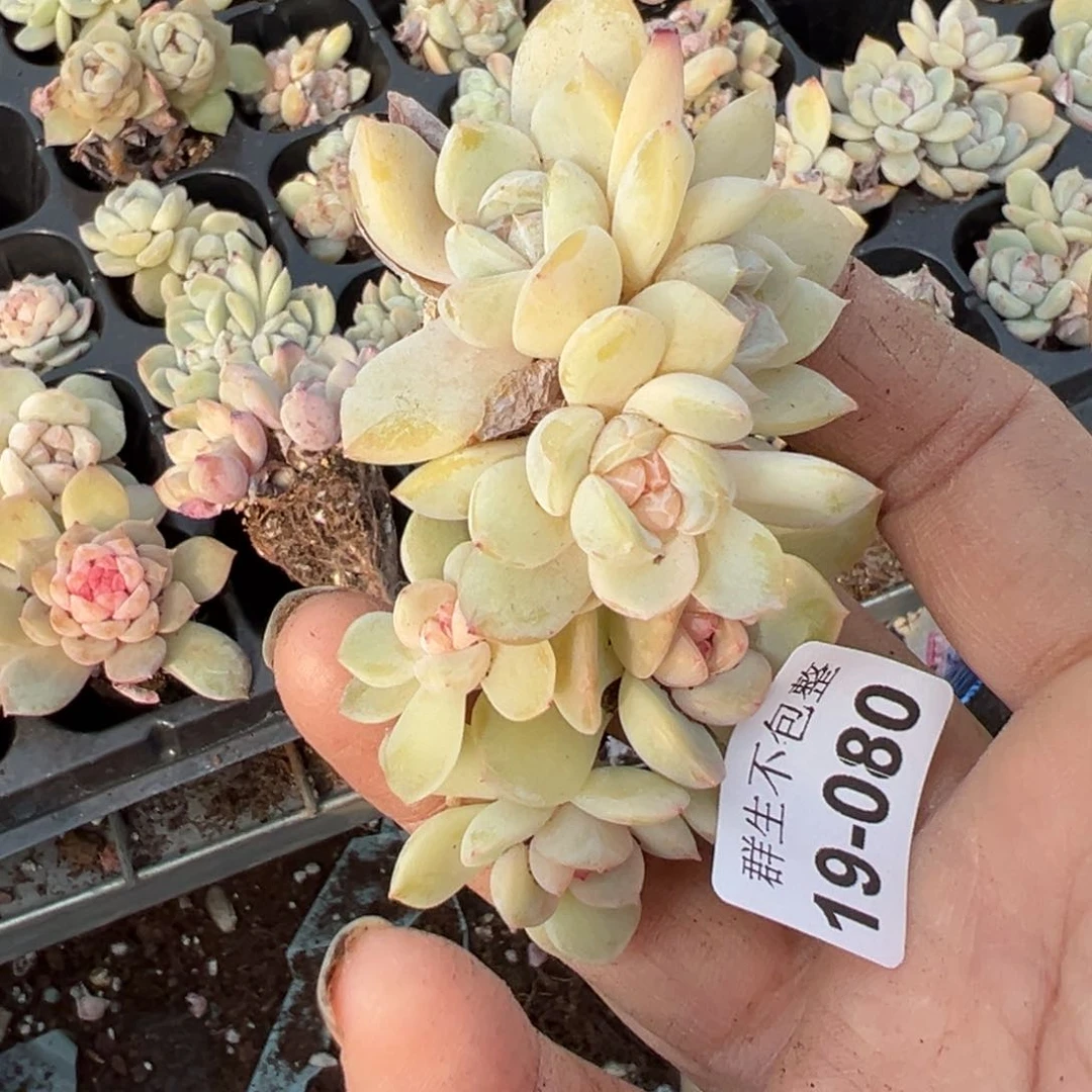 永****店小卡拉米糖心一物一拍19-80