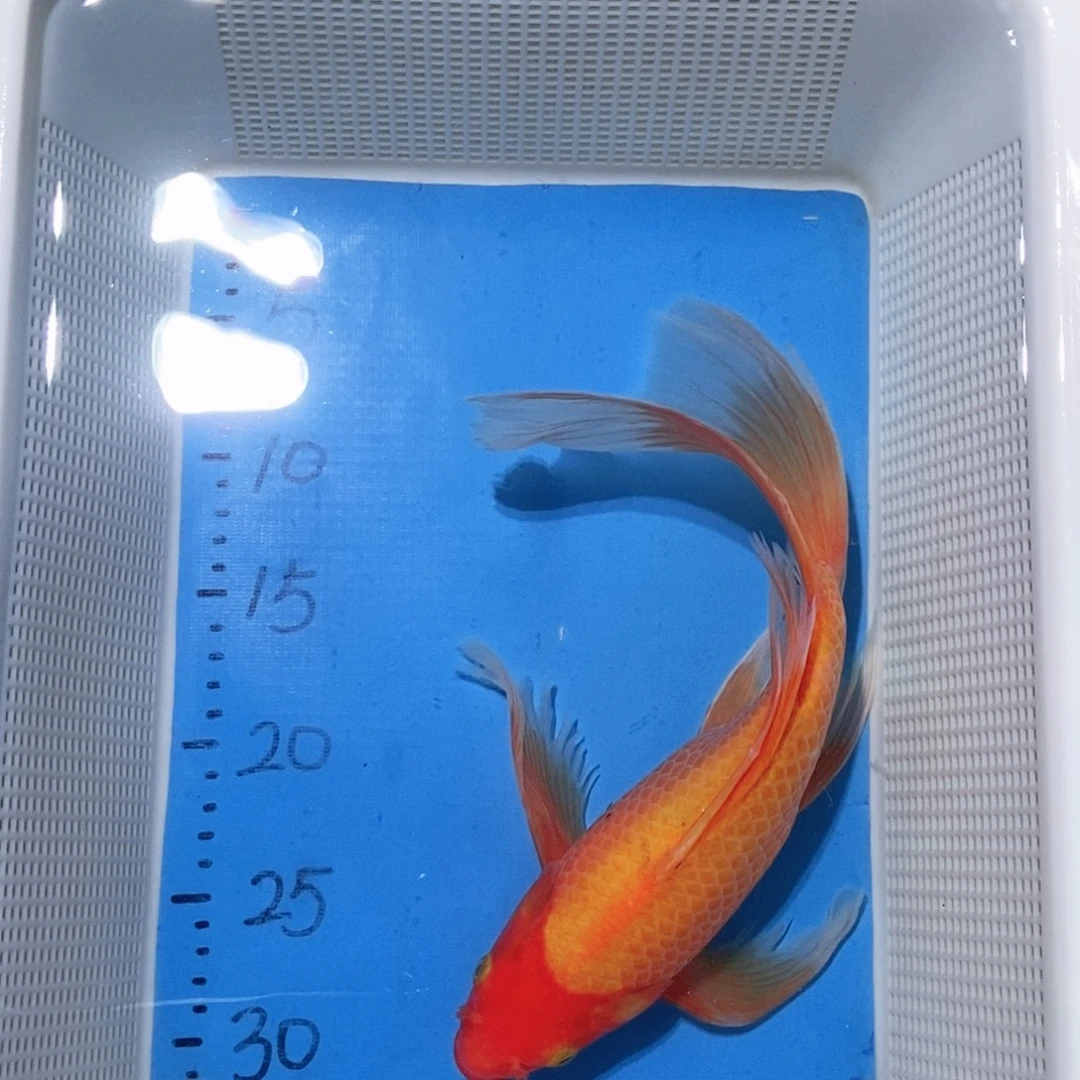 锦鲤锦鲤包邮包售后