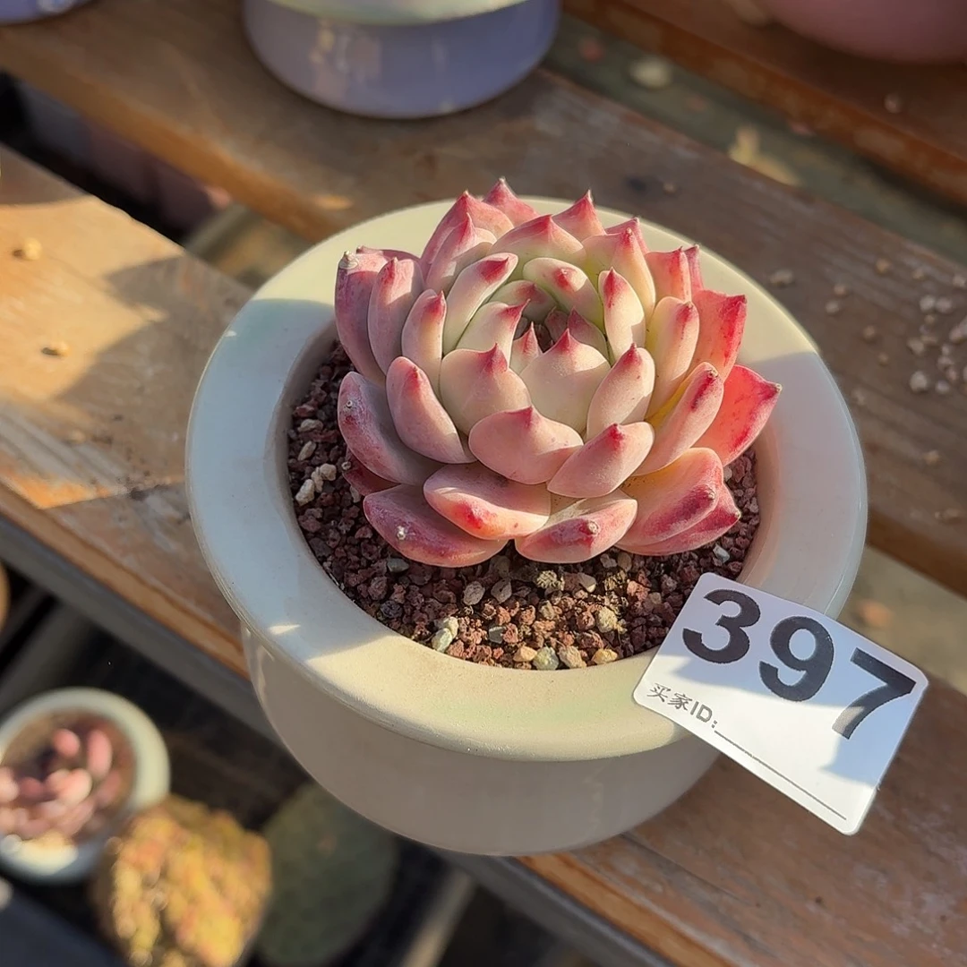 〝***裏原卡多肉带盆发货397