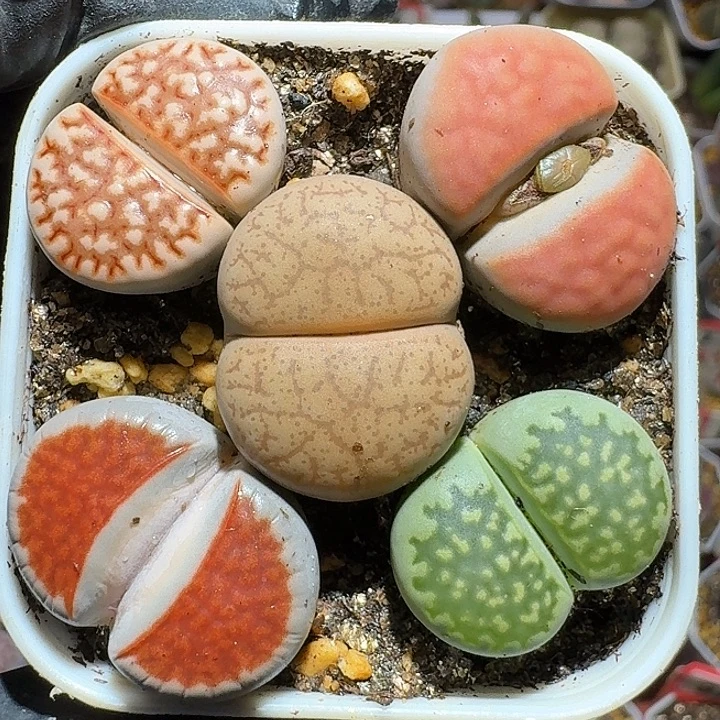 生石花1112222。   102