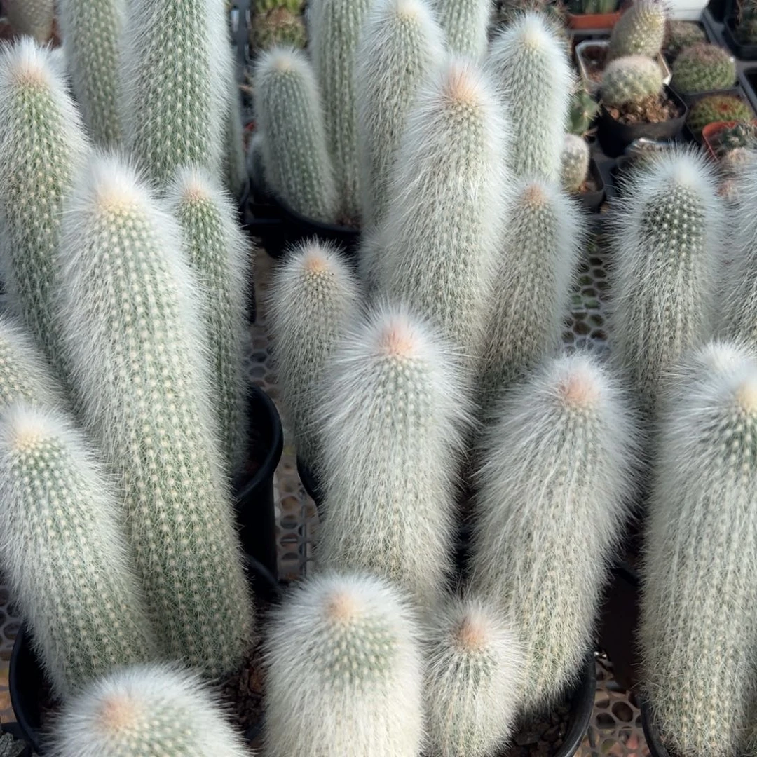 吹雪柱随机一颗。