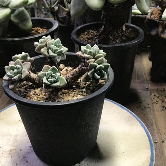 厚叶苹果叶仙女棒