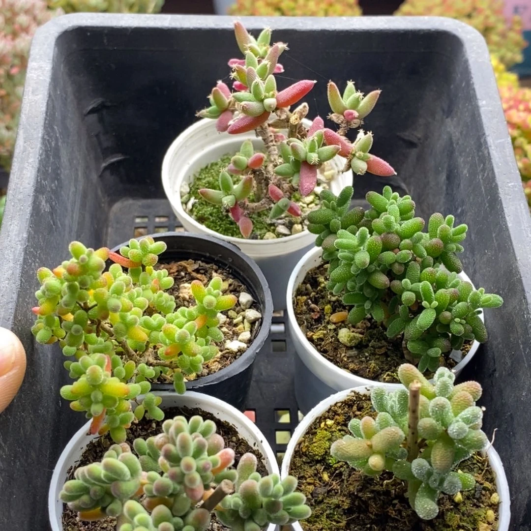 新手福利套餐952。