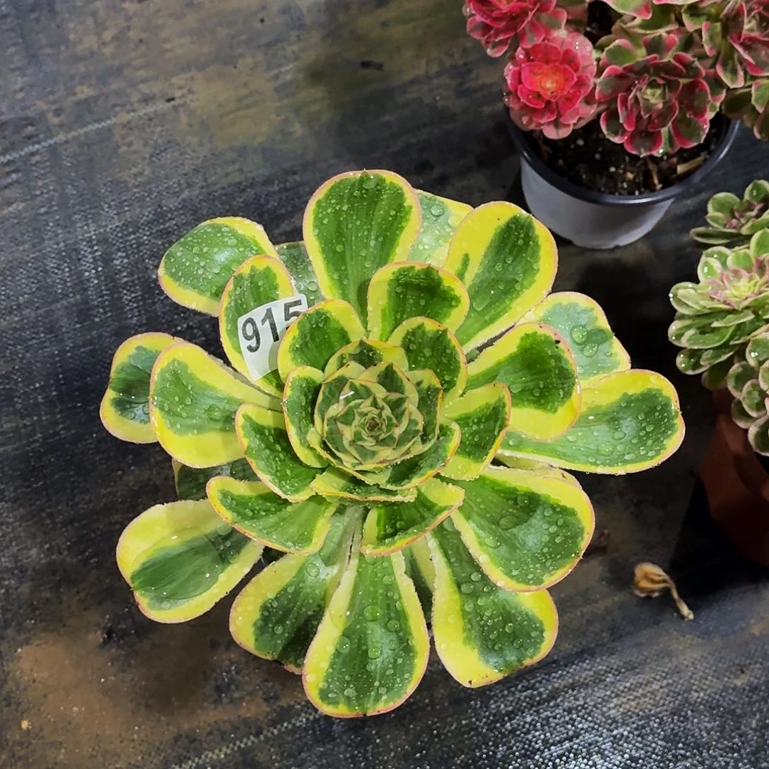 918燕姿高度35公分