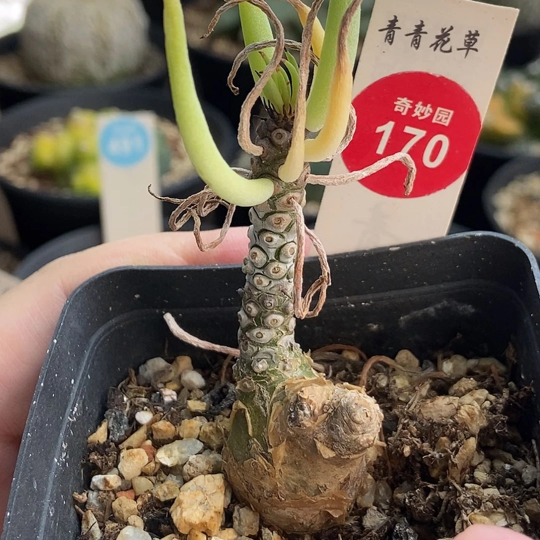 白象块根一棵仙人球