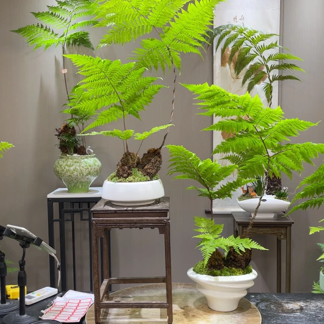 A****?蕨类植物和灌木丛的