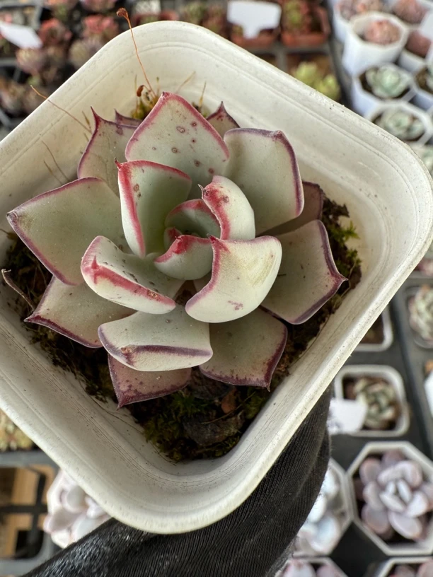 剑斯诺娃多肉植物