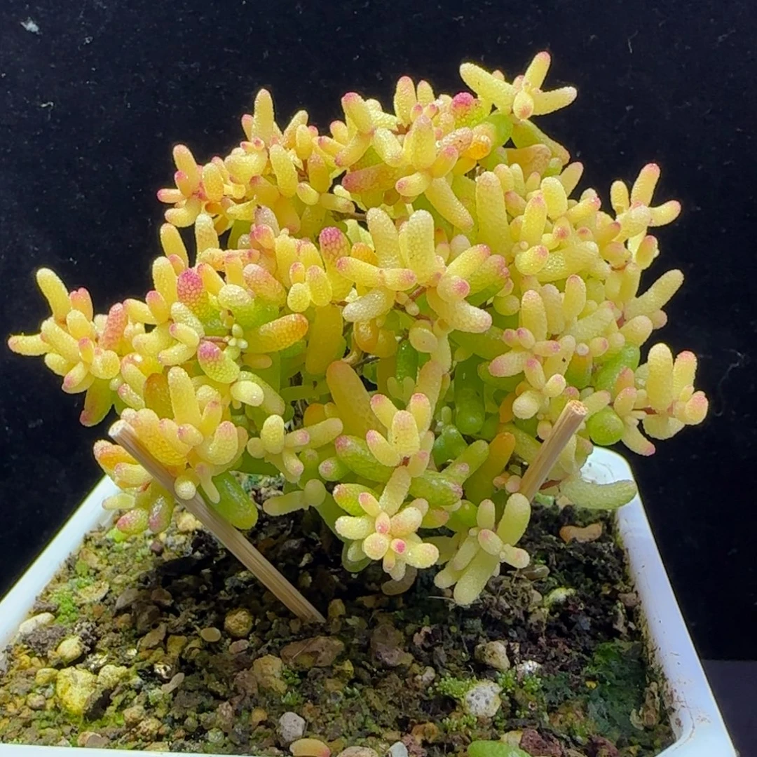 dy009糖球黄锦飞机猪