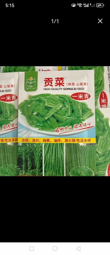 贡菜鲜嫩爽口种子800粒左右