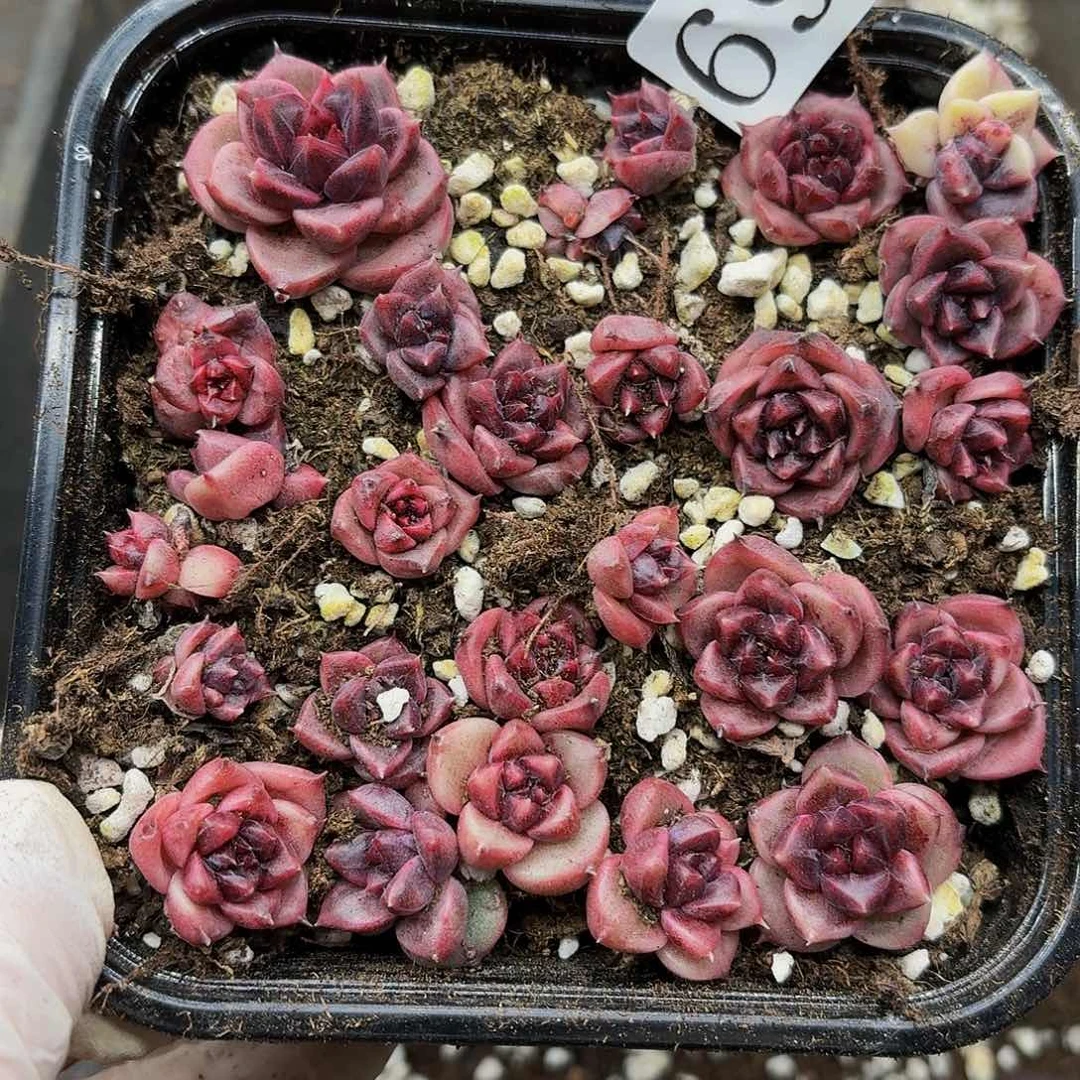 多肉植物多肉植物695