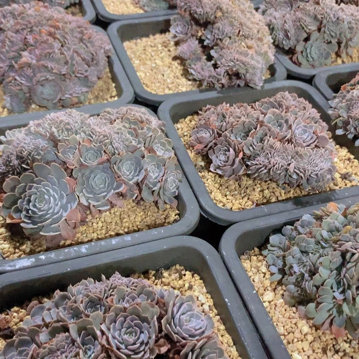 天赐缀化脱土发13cm左右