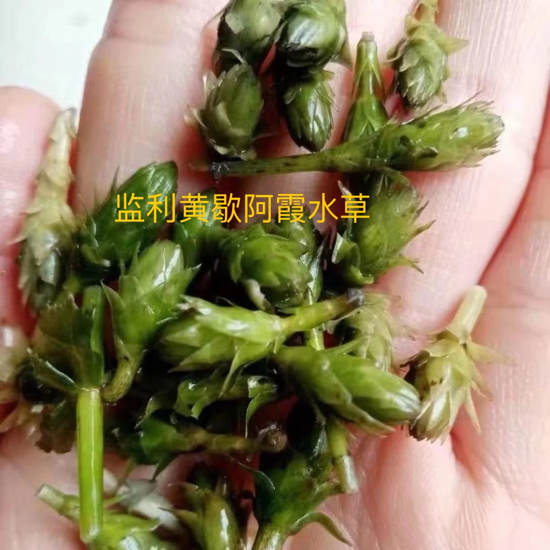 轮叶黑藻芽孢灯笼草籽节节草鱼虾蟹养殖水草净化水质