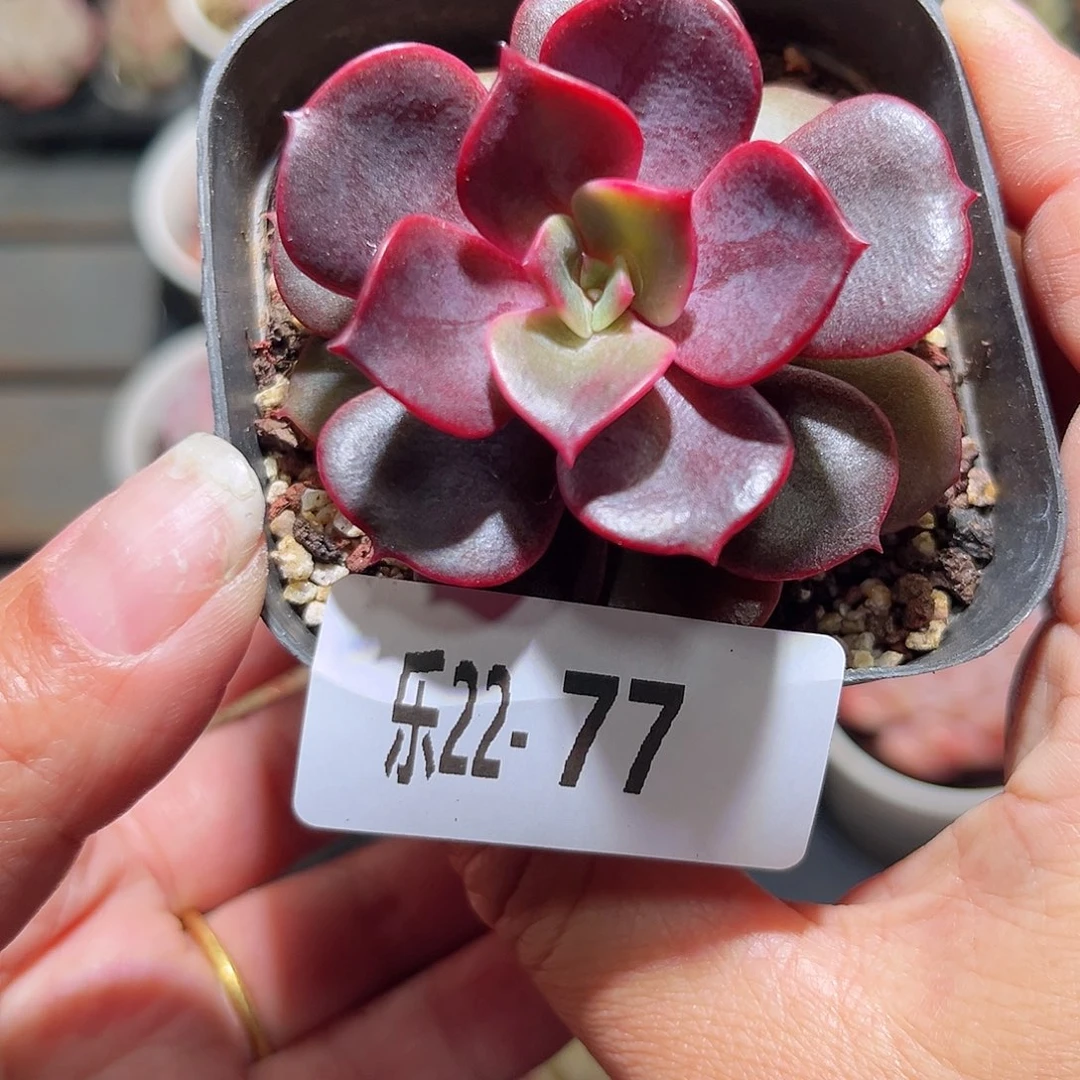 乐22-77巧克力方砖