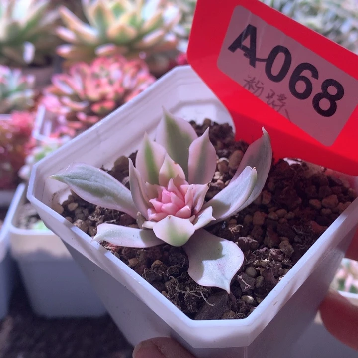 粉蝶覆轮锦有根有根