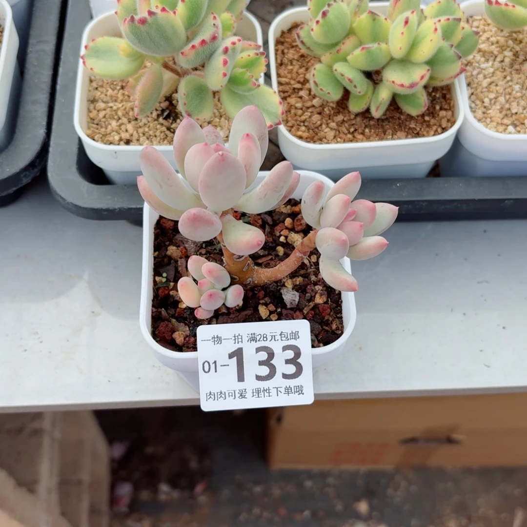苹果奶多肉无盆土发货无盆土发货无