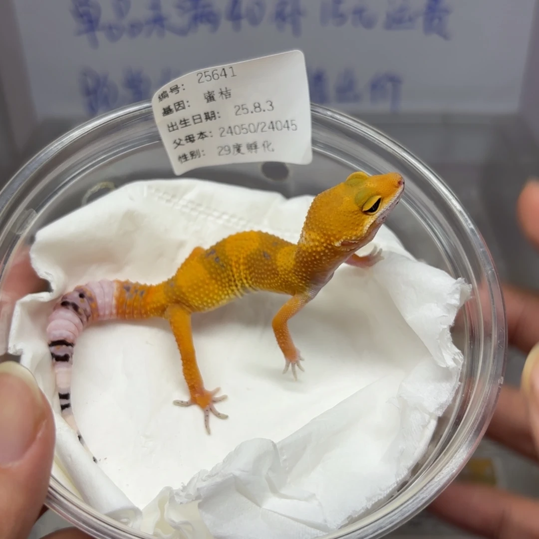豹纹守宫豹纹守宫蜜橘公母未分