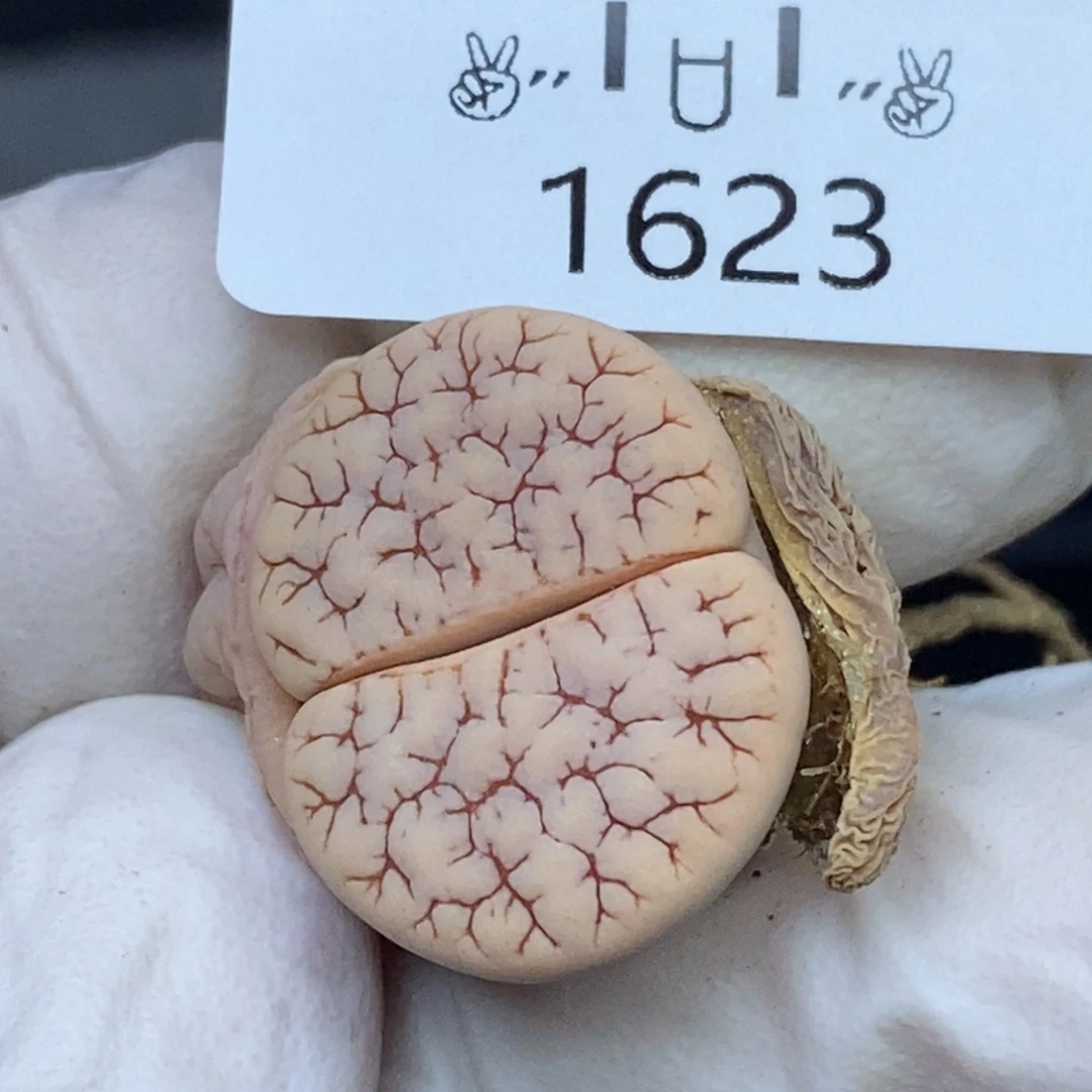 1623。零下拍保温.18包邮.当天凑哦