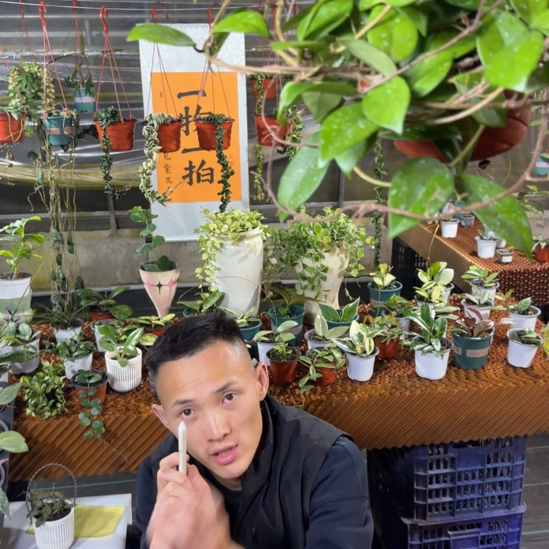 相***福完全开放绿叶红球兰